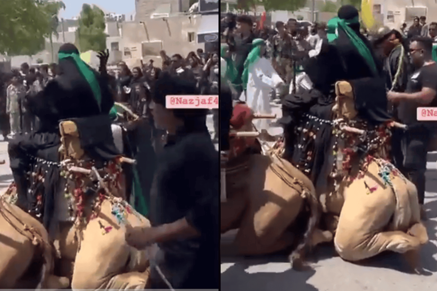 ردّ فعل لا يُصدّق لجمل عندما حاول الشيعة تجسيد مشهد السيدة عائشة (فيديو)