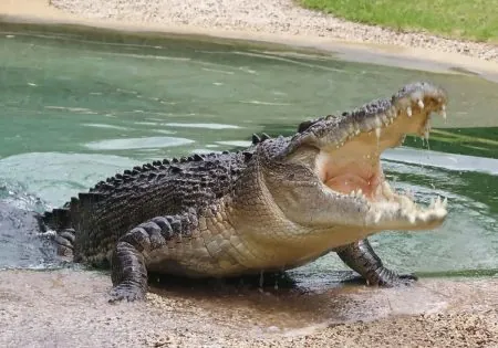 تمساح الزوامل يشعل الذعر في قرية مصرية هادئة قبل القبض عليه وتحويل القصة إلى ترند ساخر