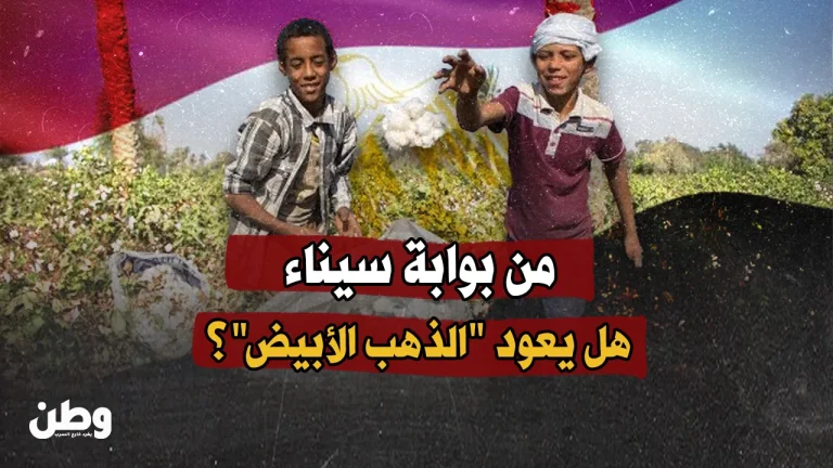 من بوابة سيناء.. هل يعود “الذهب الأبيض”؟