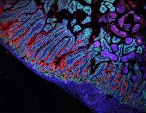 يعمل الباحثون على إنجاز خرائط لـ 15 جهازًا آخر ضمن الخطة الشاملة التي تشمل 18 عضوًا ونظامًا حيويًا