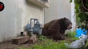 بعد شهر من الرعب تحت المنزل… حيلة غريبة تنجح في طرد دب ضخم من بيت بولاية كاليفورنيا عثر رجل من منطقة ألتادينا على دب أسود ضخم يزن نحو 250 كيلوغرامًا كان يعيش تحت منزله لمدة تجاوزت الشهر،