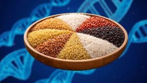 أظهرت دراسة حديثة أن الصفات الجينية الفريدة لكل نوع من أنواع الأرز تؤثر بدرجة تفوق بكثير عملية الاستئناس نفسها في تشكيل المجتمعات الميكروبية التي تعيش حول النبات.