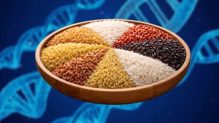 أظهرت دراسة حديثة أن الصفات الجينية الفريدة لكل نوع من أنواع الأرز تؤثر بدرجة تفوق بكثير عملية الاستئناس نفسها في تشكيل المجتمعات الميكروبية التي تعيش حول النبات.