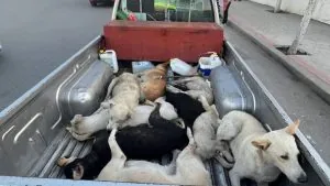 تتزايد موجات الغضب في مدريد بعدما شاهد متظاهرون صور كلاب المغرب الضالة قبل المونديال، مشاهد أشعلت تعاطفًا عالميًا وتساؤلات حول الثمن الإنساني للحدث