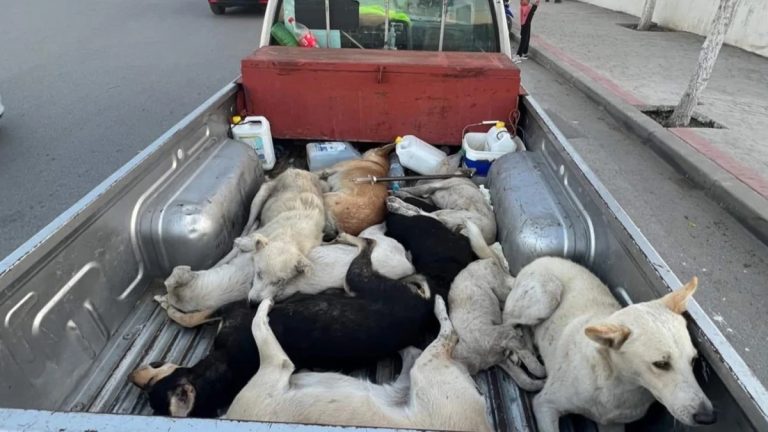 تتزايد موجات الغضب في مدريد بعدما شاهد متظاهرون صور كلاب المغرب الضالة قبل المونديال، مشاهد أشعلت تعاطفًا عالميًا وتساؤلات حول الثمن الإنساني للحدث