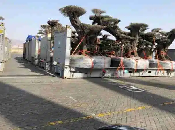 الإمارات سرقا نباتات وحيوانات مستوطنة في سقطرى