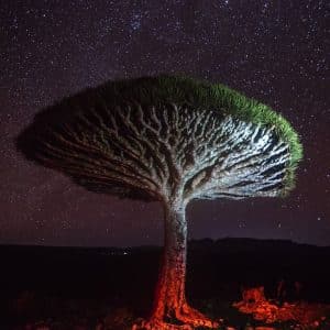 جزيرة سقطرى اليمنية