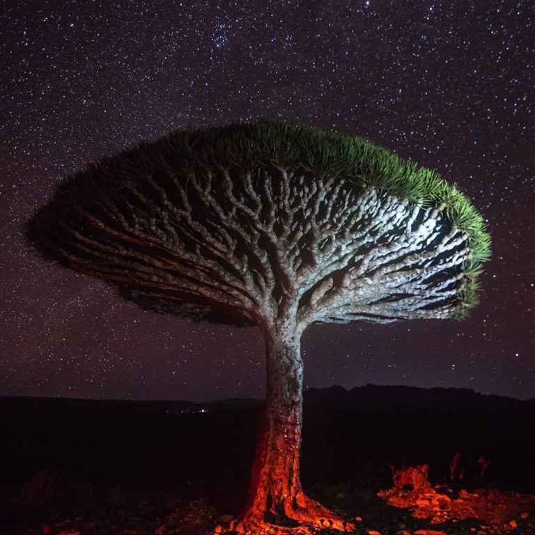 هل خضعت الإمارات للضغط السعودي وانسحبت فعلاً من جزيرة سقطرى اليمنية؟ جزيرة سقطرى اليمنية