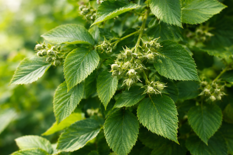 فاكهة العام 2026