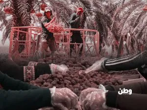 تمر الاحتلال على موائدنا.. كيف يخدع المسلمون؟